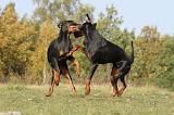 DOBERMANN 389